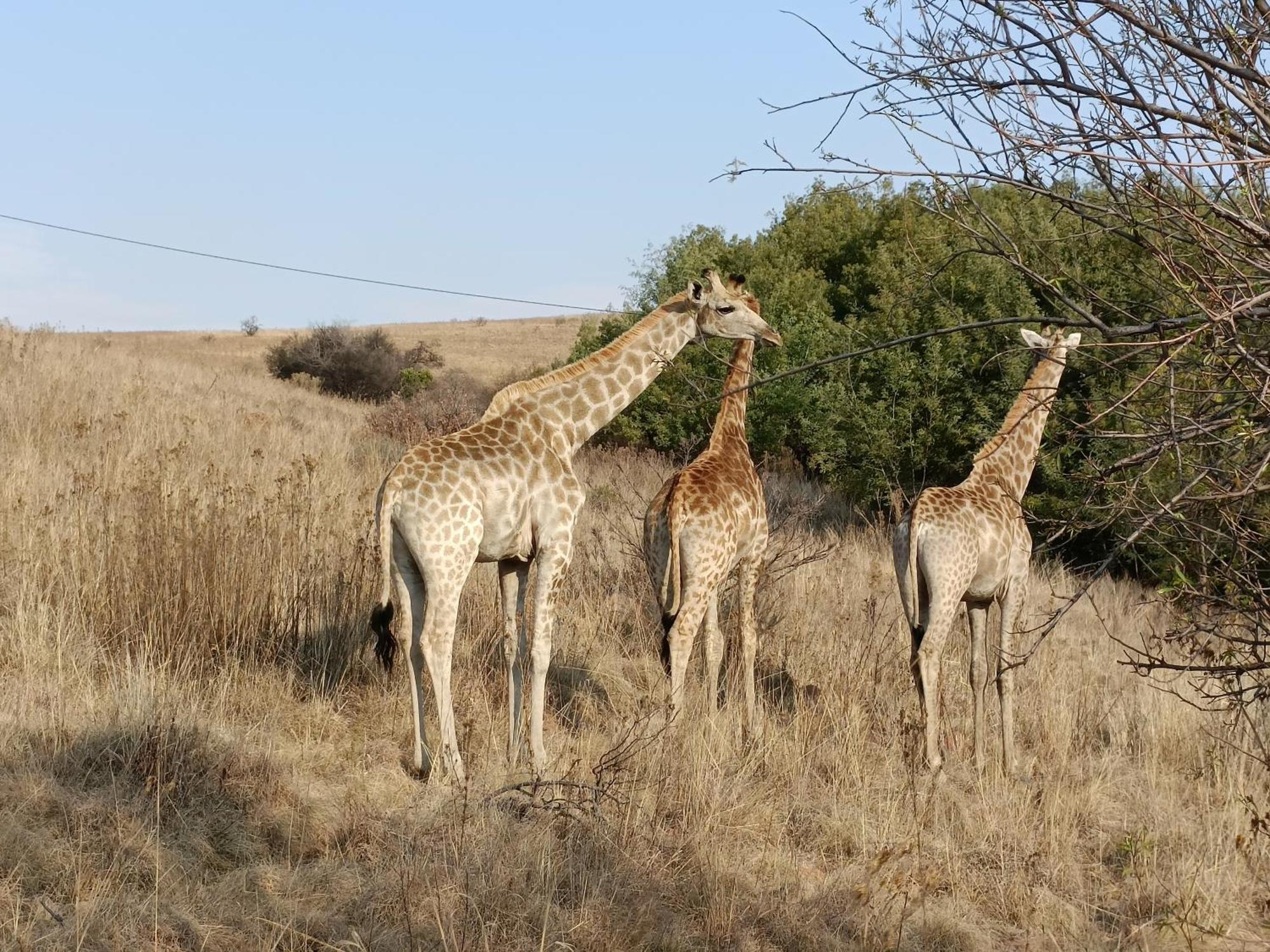 Sedgefield Lodge Witbank Eksteriør bilde